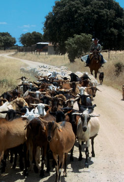 72» o alentejo é ruralidade Entre Novembro e Janeiro, veja a apanha da azeitona (a tradicional, não mecanizada) e entre num lagar.