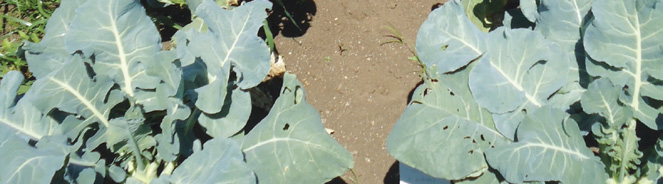 Brócolis BC 1691 oferece produtividade e qualidade para altas temperaturas A partir de agosto, um novo brócoli que será lançado no portfólio da Seminis com diferenciais para altas temperaturas