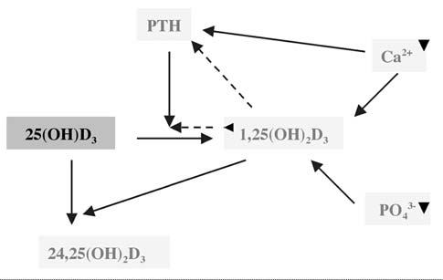 Figura 2. Alças de retro-alimentação da 1,25(OH) 2 Vitamina D, PTH e cálcio.
