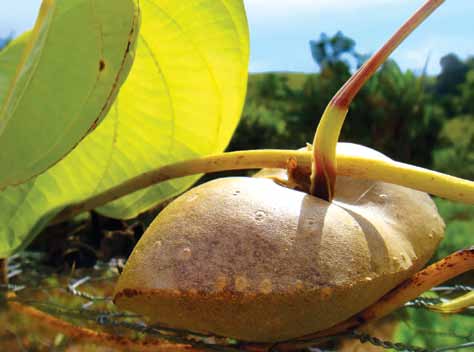 CARÁ-MOELA (Dioscorea bulbifera) A raiz, que recebeu esse nome por ser parecida com uma moela, nasce em qualquer pedaço de terra, desde que lhe deem uma