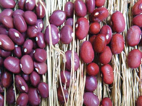 NEIDE RIGO FEIJÃO-FAVA (Phaseolus lunatus) O grão roxinho, como na foto, ou rajado, é importante fonte de alimento no Semiárido do País.