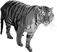 Comprimento: 4 m Tigre Peso: 200 kg Altura: 1