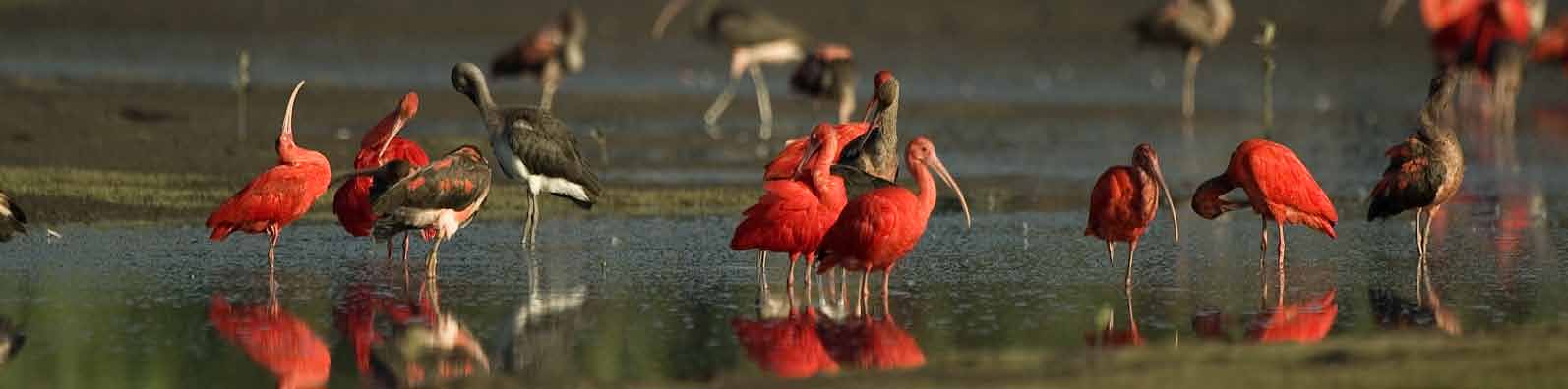 Proteção da fauna O Grupo Boticário é participante do PEA (Projeto Esperança Animal) e certificado por essa organização como empresa que não realiza testes em animais.