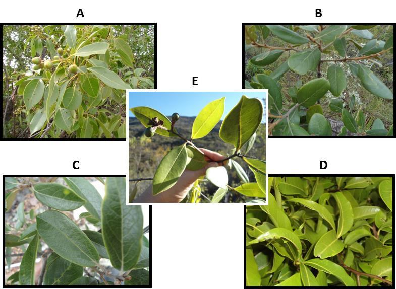 Figura 10: Espécies de Ocotea coletadas no semiárido baiano A: Ocotea notata (Nees) Mez; B: Ocotea percoriacea Kosterm.; C: Ocotea pomaderroides (Meisn.) Mez; D: Ocotea sp.