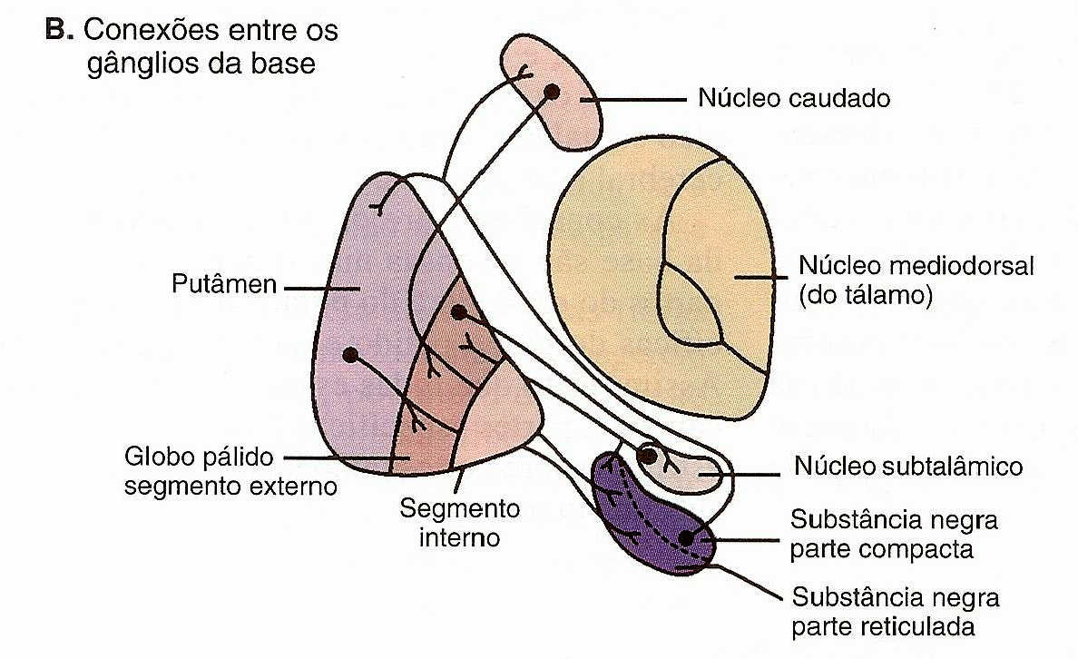 Quase todas as fibras nervosas (motoras e sensoriais) que ligam o CÓRTEX CEREBRAL a MEDULA ESPINHAL passam pelos