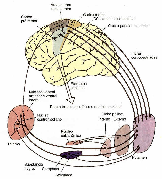 Circuito do Caudado: Papel dos Gânglios da Base no controle cognitivo de sequênciasde padrões motores Cognição: indica os processos de pensamento do encéfalo, utilizando tanto estímulos sensoriais