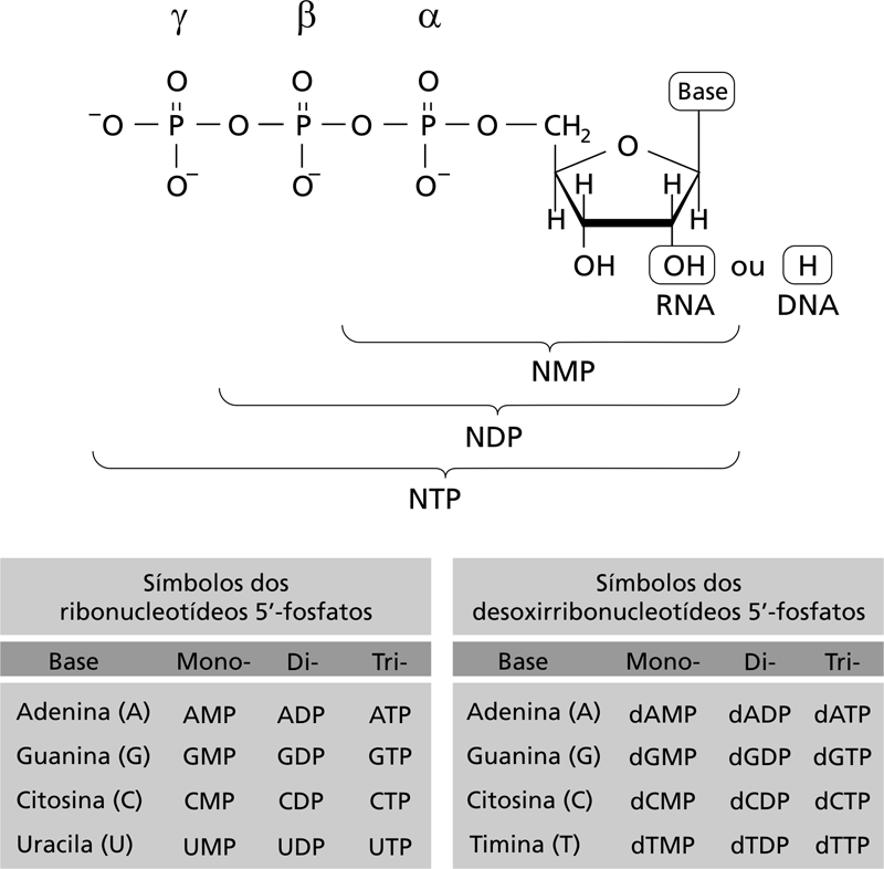 6. Importância dos Nucleotídeos Além de sua importância como unidades monoméricas constituintes dos ácidos nucléicos, cujas funções você estudará mais adiante, os nucleotídeos desempenham outras