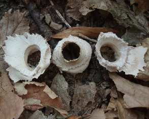 língua curta e bífida, com escamas ou franjas.