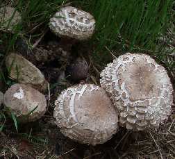 Aspectos do chapéu do Macrolepiota procera Em resumo e comparativamente ao