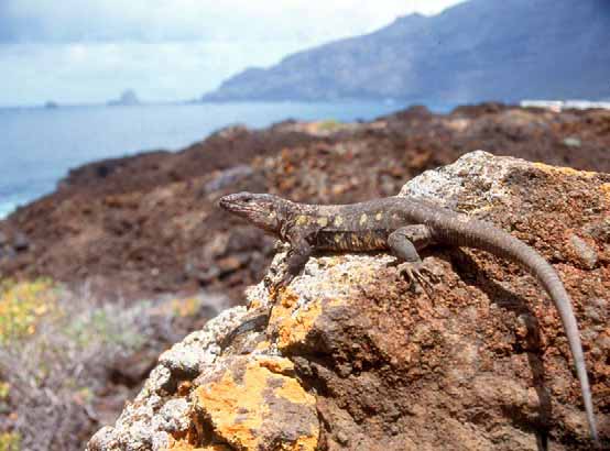Estatus de protección Estatuto de protecção Catálogo de Especies Amenazadas de Canarias: en peligro de extinción Catálogo de Espécies Ameaçadas de Canárias: em perigo de extinção Catálogo Nacional de