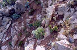 Jarilla de Famara AÇORES MADEIRA Corvo Flores Faial Pico Graciosa São Jorge Terceira São Miguel Santa Maria Ilhas Selvagens Madeira Ilhas Desertas Porto Santo