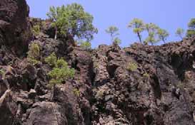 Jarilla de Inagua AÇORES MADEIRA Corvo Flores Faial Pico Graciosa São Jorge Terceira São Miguel Santa Maria Ilhas Selvagens Madeira Ilhas Desertas