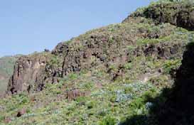 Escobilla de Guayadeque AÇORES MADEIRA Corvo Flores Faial Pico Graciosa São Jorge Terceira São Miguel Santa Maria Ilhas Selvagens Madeira Ilhas Desertas