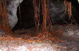 Cigarrinha cavernicola AÇORES MADEIRA Corvo Flores Faial