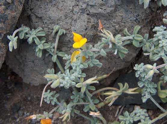 Yerbamuda de Jinámar AÇORES MADEIRA Corvo Flores Faial