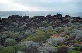 Pico de El Sauzal AÇORES MADEIRA Corvo Flores Faial Pico Graciosa São Jorge Terceira São Miguel Santa Maria Ilhas Selvagens Madeira Ilhas Desertas Porto Santo 323 Estudios e investigaciones Estudos e