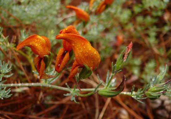 Estatus de protección Estatuto de protecção Catálogo de Especies Amenazadas de Canarias: en peligro de extinción Catálogo de Espécies Ameaçadas de