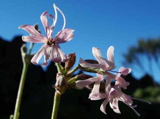 Canutillo del Teide AÇORES MADEIRA Corvo Flores Faial Pico Graciosa São Jorge Terceira São Miguel Santa Maria Ilhas Selvagens Madeira Ilhas Desertas Porto Santo 349 Estatus de protección Estatuto de