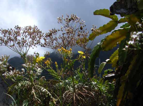 Estatus de protección Estatuto de protecção Catálogo de Especies Amenazadas de Canarias: vulnerable Catálogo de Espécies Ameaçadas de