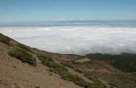 Cardo de plata AÇORES MADEIRA Corvo Flores Faial Pico Graciosa São Jorge Terceira São Miguel Santa Maria Ilhas Selvagens Madeira Ilhas Desertas Porto Santo 359 Estudios e investigaciones Estudos e