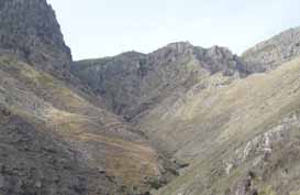 Magarza de Guayedra AÇORES MADEIRA Corvo Flores Faial