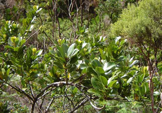 Controlo/eliminação de ameaças: controlo de plantas exóticas, do herbivorismo e dos cortes ilegais; impedir a perturbação de zonas sensíveis. Outras: redacão do plano legal de recuperação.