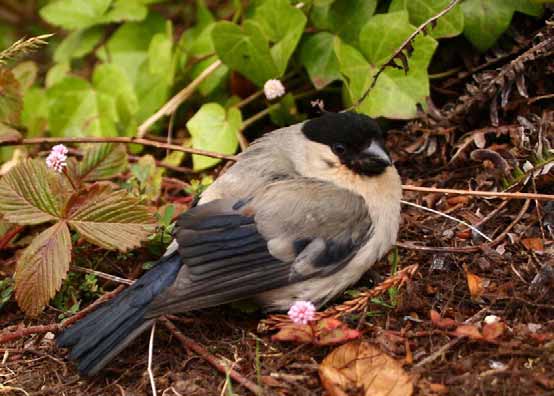 Estatus de protección Estatuto de protecção Directiva Aves: Anexo I Directiva Aves: Anexo I Convenio de