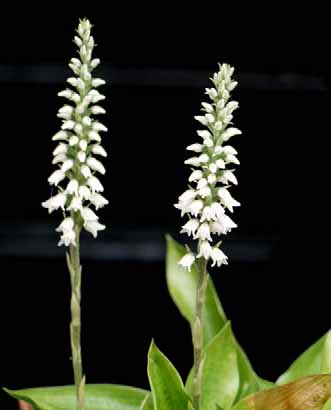 Orquídea-branca AÇORES MADEIRA Corvo Flores Faial Pico Graciosa São Jorge Terceira São Miguel Santa Maria Ilhas Selvagens Madeira Ilhas Desertas Porto Santo 233 Foto: