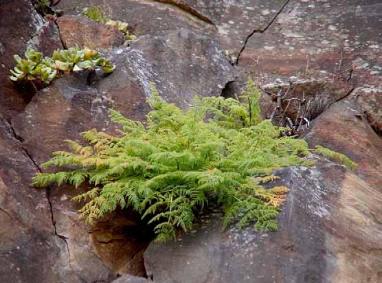 Cenoura-da-rocha; nozelha AÇORES MADEIRA Corvo Flores Faial Pico Graciosa São Jorge Terceira São Miguel Santa Maria Ilhas Selvagens Madeira Ilhas Desertas Porto Santo 247 Foto: Virgílio Gomes.