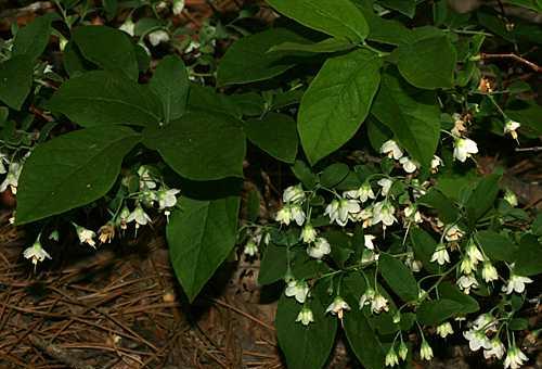 caesium (Deerberry, Squaw- Huckleberry) Arbusto difusamente ramificado com altura entre 0,3-3 m.