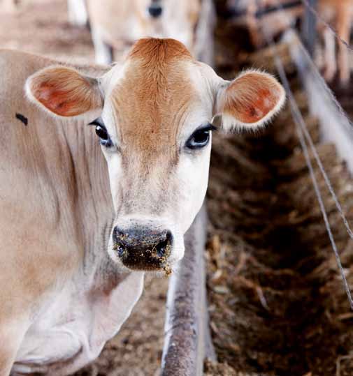 Tecnologia no campo Programa de Desenvolvimento da Pecuária Leiteira (PDPL) Criado há 23 anos, o Programa de Desenvolvimento da Pecuária Leiteira (PDPL) é uma atividade de extensão rural, ou seja,