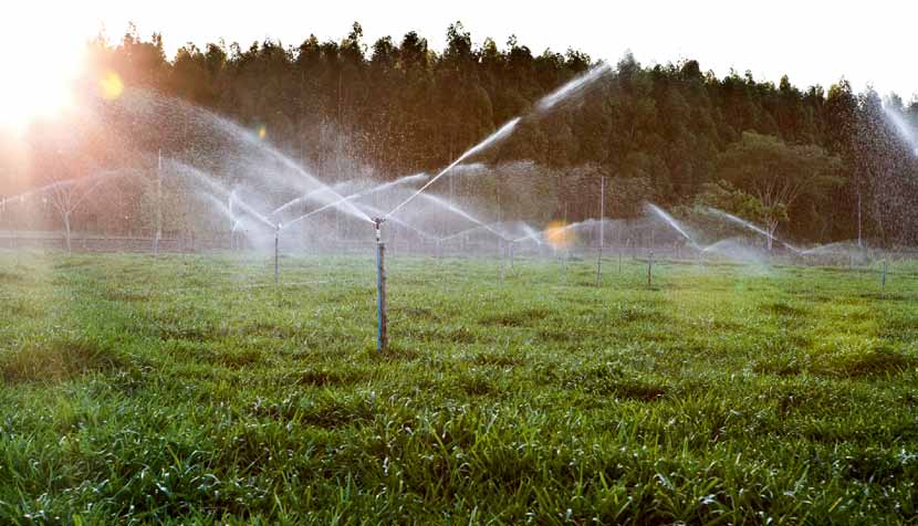 Tecnologia no campo Programa Ficus Na mesma linha de tornar sustentável a produção leiteira na agricultura familiar, a Nestlé/DPA iniciou, em julho de 2009, o Programa Ficus, na região de Palmeira