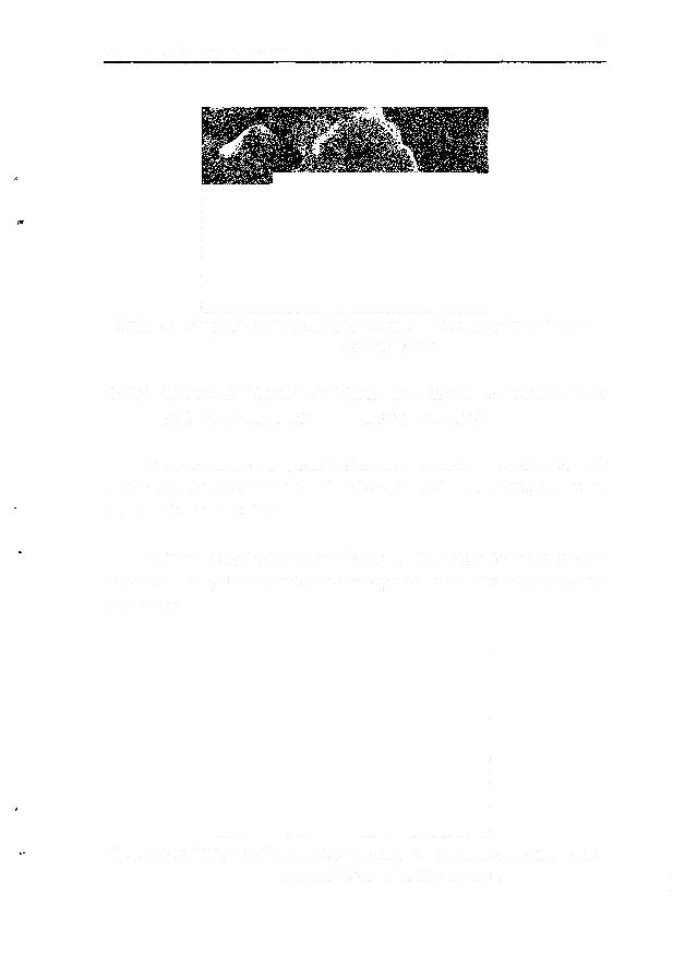 Capítulo S - Resultados e Discussão 28 Figura 10- Fosfato de titânio em suporte de sílica-gel, em um aumento de 85 vezes,