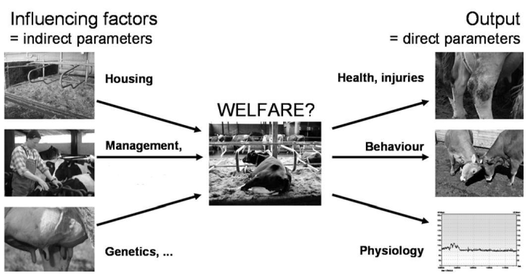 encontra, e medidas «baseadas no animal», que dizem respeito ao estado do animal (EFSA, 2006; Rushen et al, 2008).