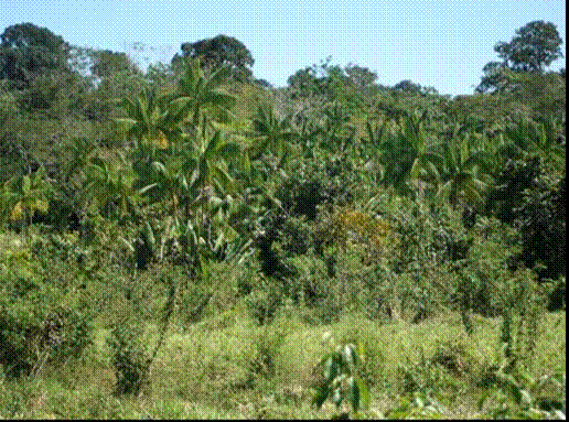 Em função do tipo de ocupação e uso do solo, a região onde está inserido o empreendimento transformou-se num mosaico de pastagens, vegetações secundárias e pequenos fragmentos florestais.