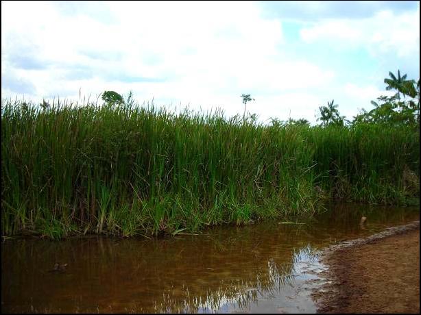 Nos pontos localizados em corpos hídricos sem mata ciliar e com evidentes processos de erosão foram determinados os valores maiores de condutividade, indicando que as enxurradas geradas pelas fortes