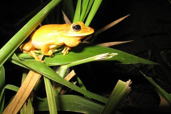 Rã-cachorro Physalaemus cuvieri Como conseqüência da expansão de habitat das espécies que ocupam áreas degradadas, como pastos,