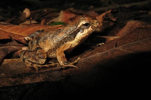 RÉPTEIS Os répteis são ameaçados pela destruição de habitats, pela caça ilegal e pela falta de conhecimentos sobre a biologia destes.