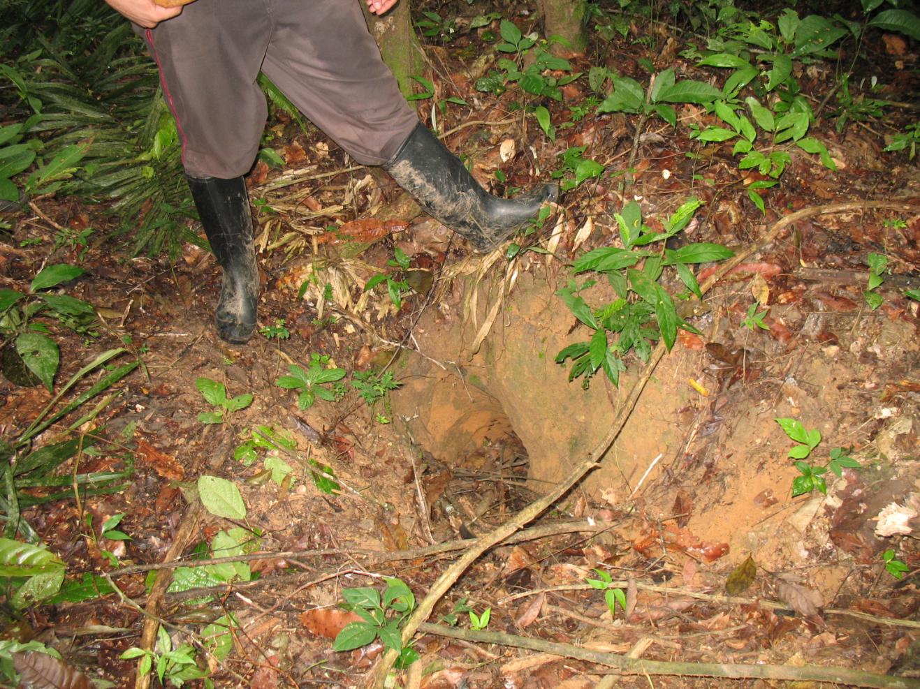 Dentre os fatores que levam a diminuição da qualidade ambiental do meio biótico,