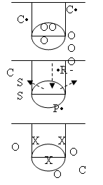 Exemplos de Programas Práticos Treinamento de Basquetebol Semana 8 Sugira no Mínimo Dois Treinamentos (repetindo e reforçando conceitos em ambos) 25 minutos Aquecimento: Revisar aquecimento pré-jogo