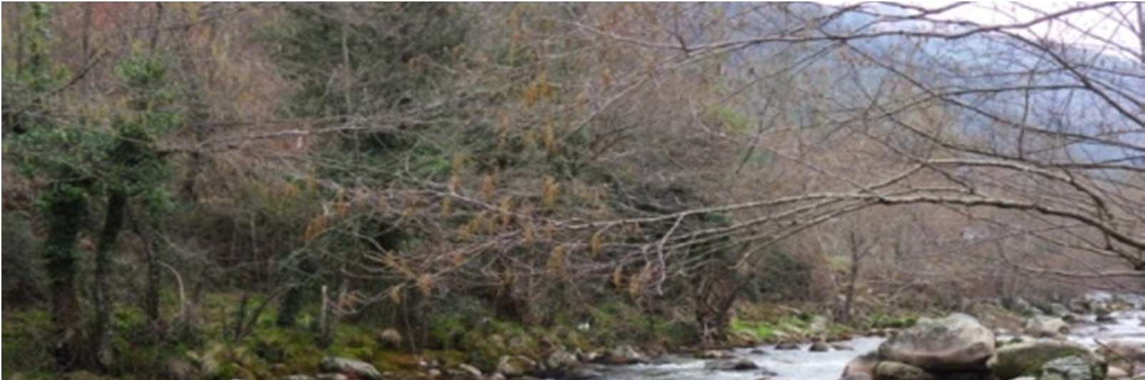 O Rio Vez Ordenamento Aquícola e a Gestão Sustentável da Espécie Piscícola Salmo trutta TROÇO 7 ZP RESERVADA-LOTE 3 (Foto 12) Carta Militar: 8 Coordenadas: X=176.038,485 Y=552.