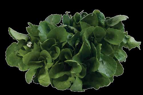14 Agrião ome popular Agrião ome científico asturtium officinale sp. Descrição É uma planta semiperene, podendo ser plantada em água ou em terra seca.