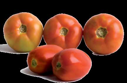 150 Tomate ome popular Tomate ome científico Lycopersicon esculentum Mill.