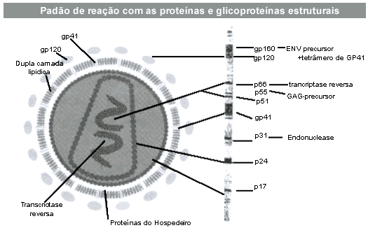 de reacção que aparece na fita de nitrocelulose da amostra deverá ser identificada comparativamente ao controlo padrão de alta reactividade; segunda - cada banda deverá ser avaliada com base na