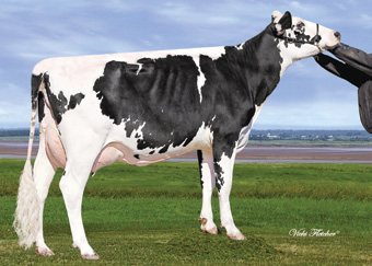 Arbor ET VG-CAN Shottle x BW