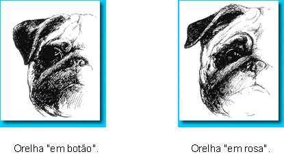 Maxilar desviado lateralmente, dentes ou língua aparentes quando o cão estiver de boca fechada, são três defeitos muito graves. Orelhas finas, pequenas, macias como veludo.