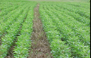 A Figura 4 ilustra o aspecto de 2 experimentos em condução no Estado de Goiás, resultado da parceria entre Embrapa, IPI e UFG, com aplicações de potássio em soja cultivada em SPD cultivada na