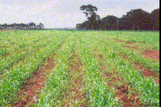 Cobre: 2,0kg ha -1 Manganês: 6,0kg ha -1 No sulco de semeadura: dividir em 3 cultivos sucessivos.