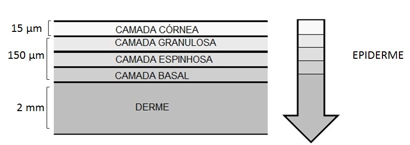 49 Figura 1 Camadas da Epiderme FONTE: Autores (2011) Por outro lado, quando se pretende um maior grau de penetração podem ser utilizados certos ativos para atender a esta nalidade; é neste âmbito