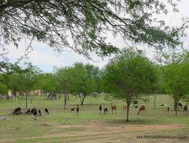 RESERVE ÁREAS CERCADAS PARA OS ANIMAIS PASTAREM OUTRA OPÇÃO É COLOCAR OS ANIMAIS PARA PASTAREM EM ÁREAS RESERVADAS PARA USO SOMENTE NA SECA.